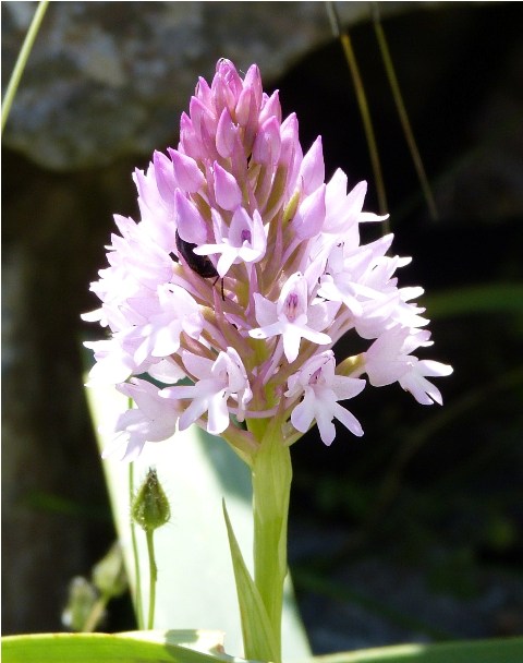 Orchis italica (1)